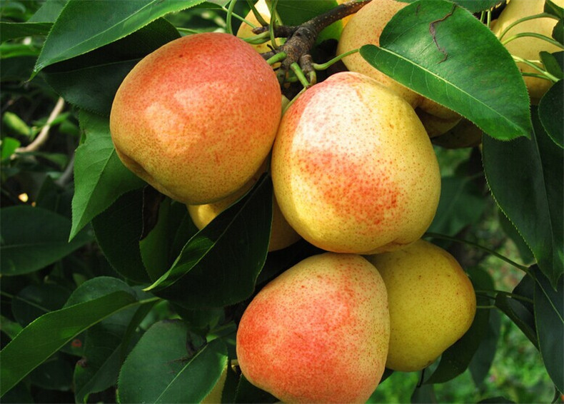 山东早酥红梨苗批发热卖 新品种红梨苗 抗病耐旱红梨苗质量保证