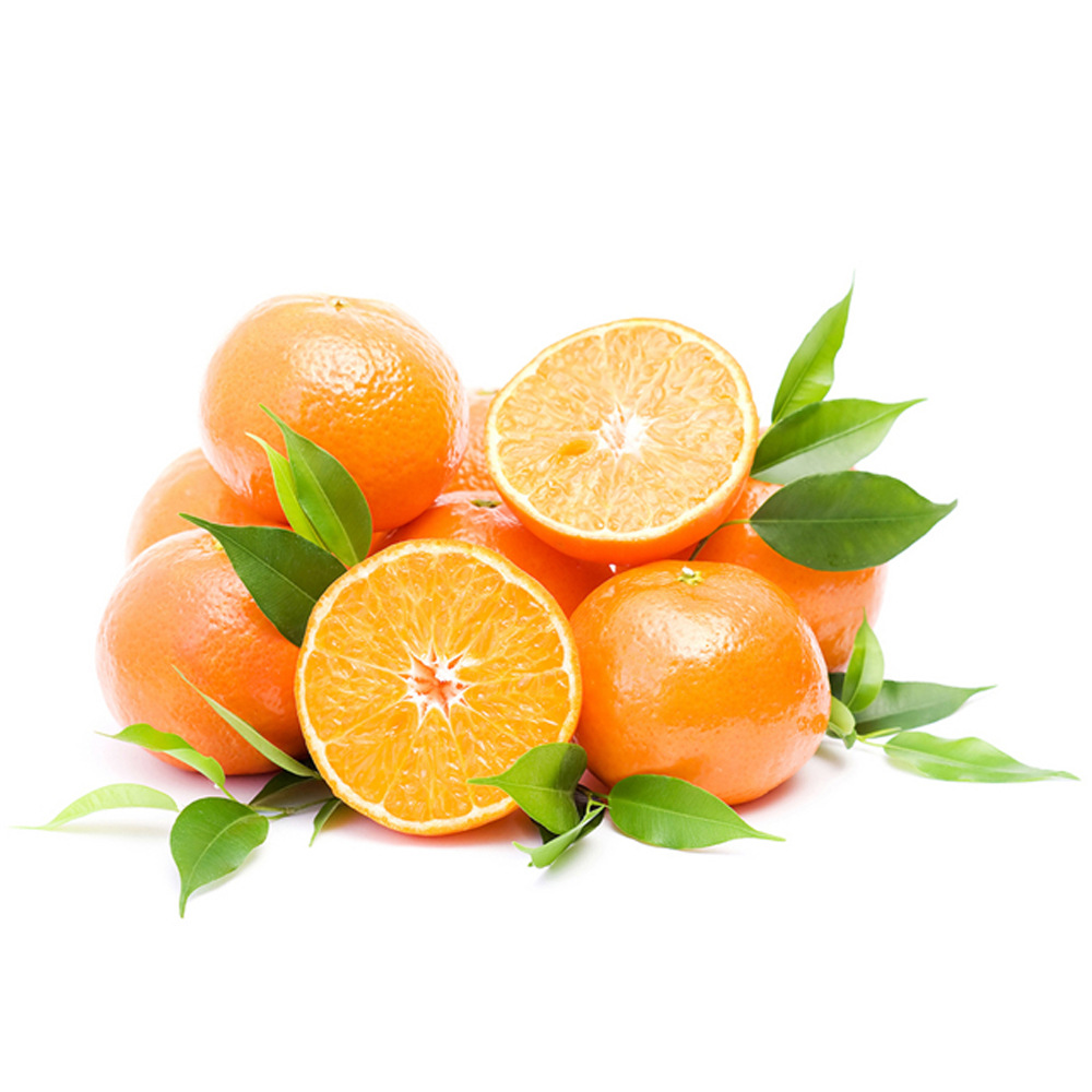 红美人柑橘苗优良品种存活率高柑橘苗专家培育高产水果苗批