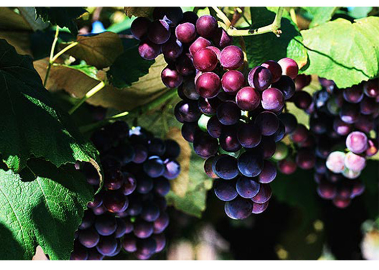 紫葡萄优质美味葡萄新鲜现摘紫葡萄多汁甜美葡萄肉嫩汁多葡萄