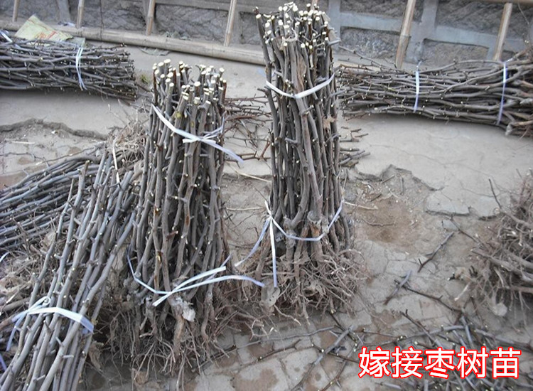 嫁接骏枣枣树苗 批发盆栽地栽果树苗 骏枣 南方北方种植当年结果