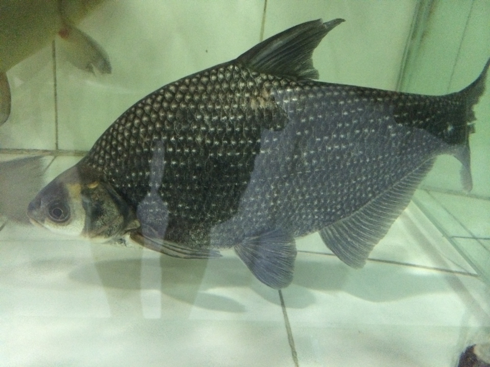 三角鲂(沙边,油边,扁鱼),专业批发各类鱼苗,成活率高-阿里巴巴