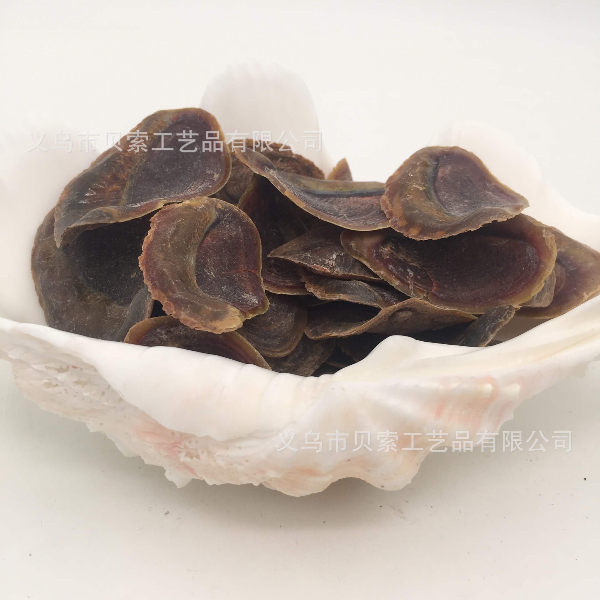 海螺口盖 药香原料 楠格 海螺盖海螺厣甲香水云母海月硇砂催生子