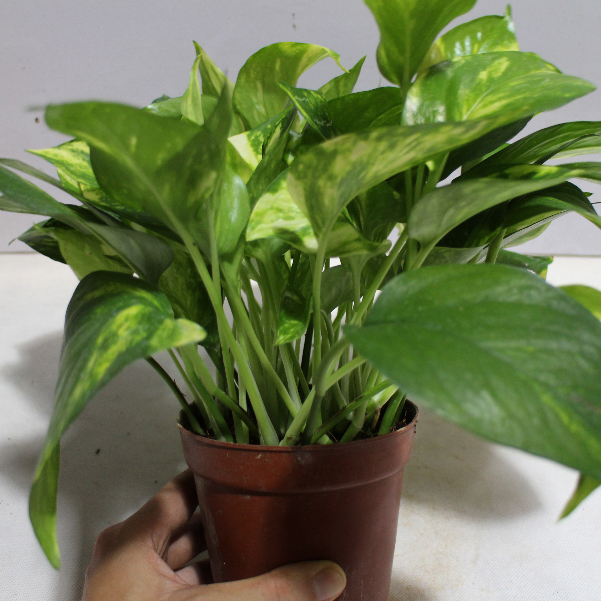 【基地直销】室内净化空气,美化环境,吸收甲醛,120#花叶绿萝 - 苗木批