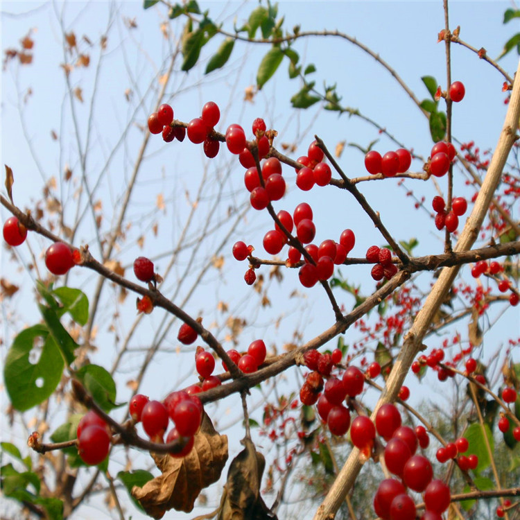 批发供应庭院绿化工程 金银木 工程绿化观赏金银木 规格全