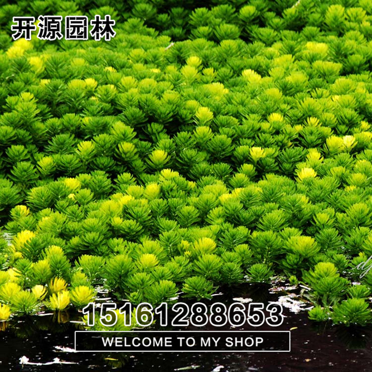 批发金鱼藻 水生植物 鱼缸装饰 河道绿化 鱼类饲养 量大优惠
