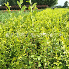 金叶女贞球小苗彩色绿化苗木批发绿化工程庭院植物批发 女贞树苗