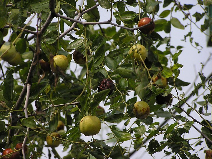 德丰供应冷背中药材广枣 南酸枣 五眼果,山枣,人面子 - 苗木批发网