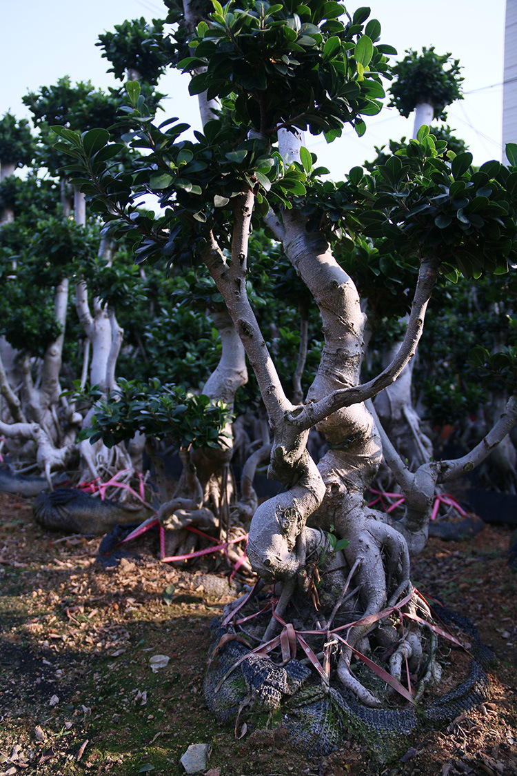 供应 园林绿化工程苗木 提根多头金钱榕树桩景盆栽 福建批发基地