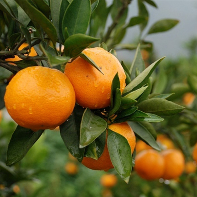 【产地直发】临海蜜桔涌泉早熟桔子新鲜水果无核蜜橘贡川高山蜜桔