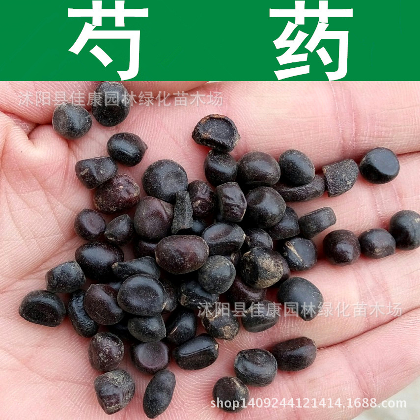 林木种子新采芍药花种子离草婪尾春红药没骨花牡丹花将离