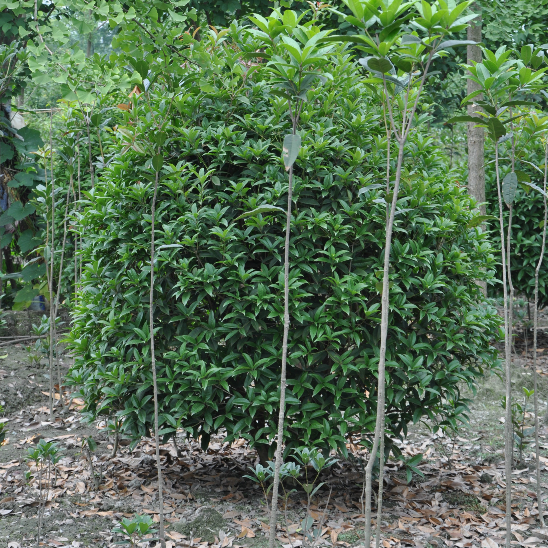 供应桂花树苗 丛生桂花 桂花苗批发 绿化工程苗木