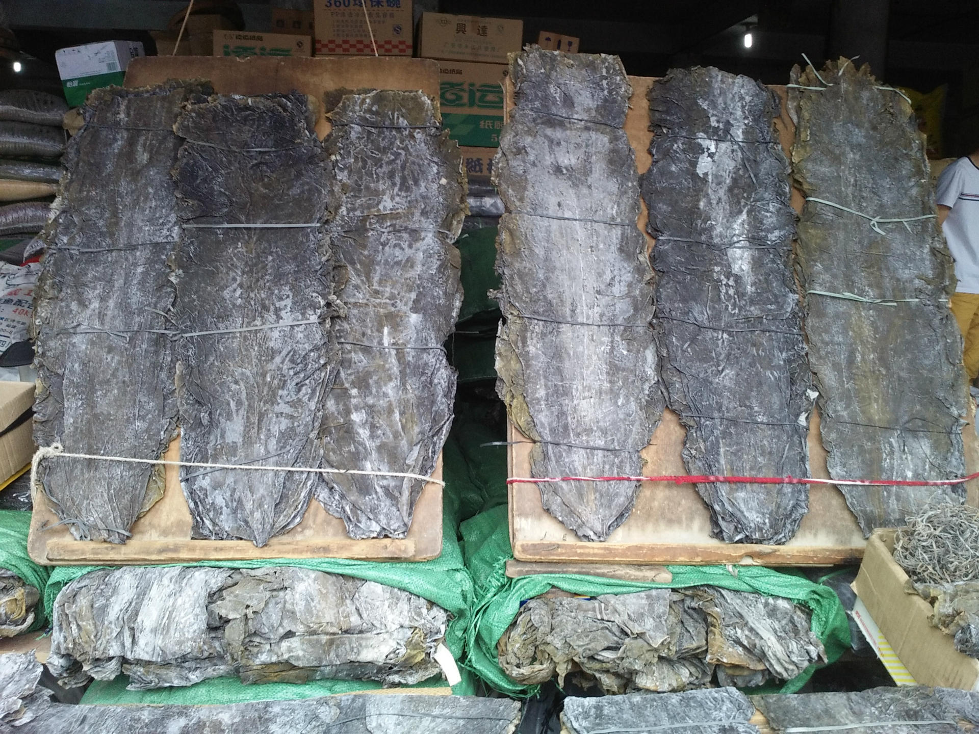 批发福建优质海带 无沙海带产地直销量大从优