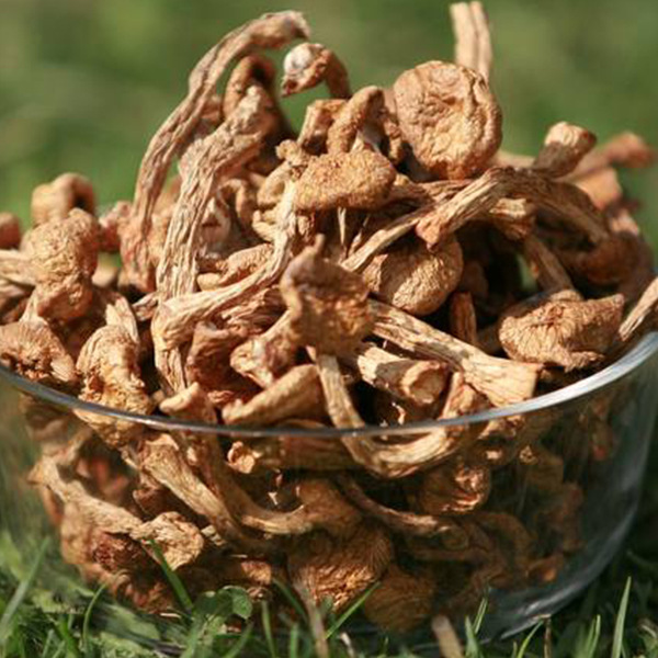 东北特产 山珍菌菇 小黄蘑滑子蘑500g