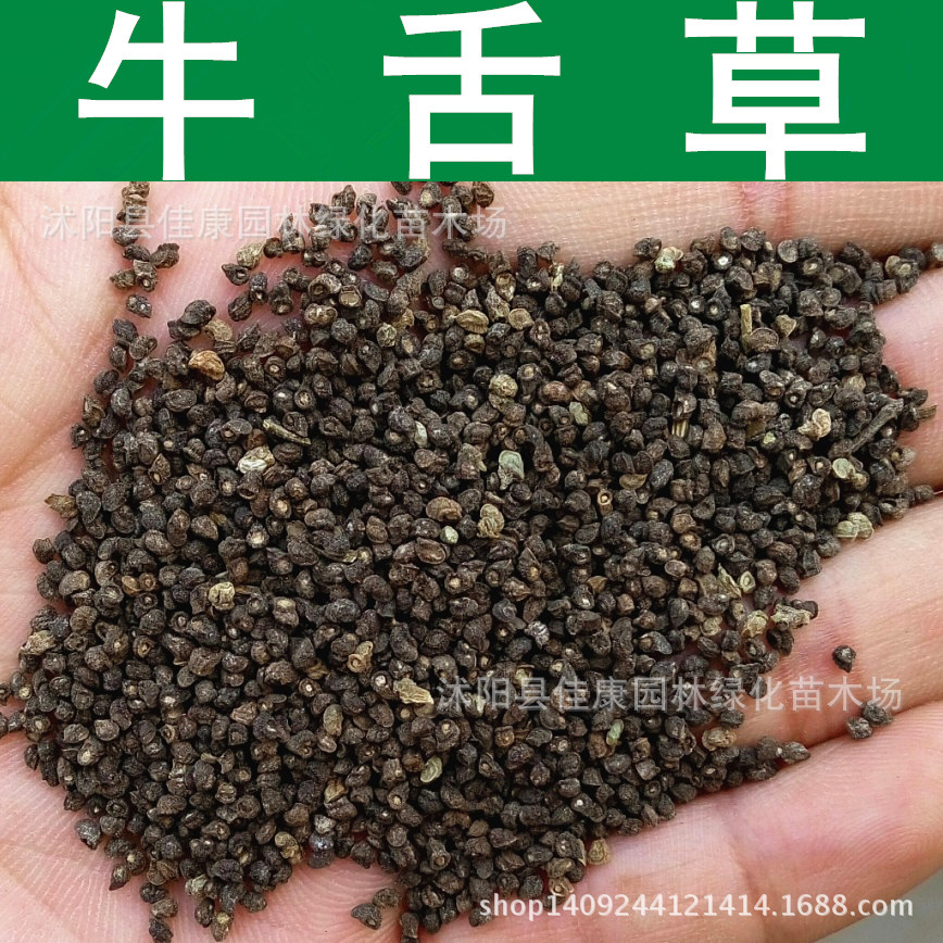 草花种子牛舌草种子蝎子草种子长药景天华丽景天1件1斤