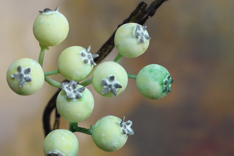 工厂直销仿真果白色浆果批发 仿真马桑果 圣诞摄影家居装饰花摆件