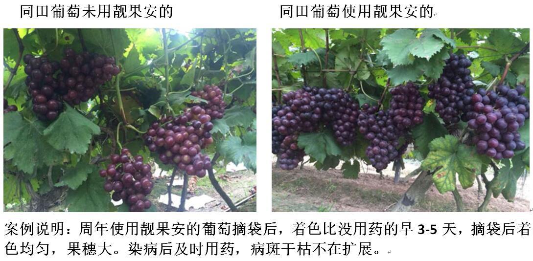 葡萄褐斑病 霜霉病 黑痘病特效杀菌剂农药-靓果安