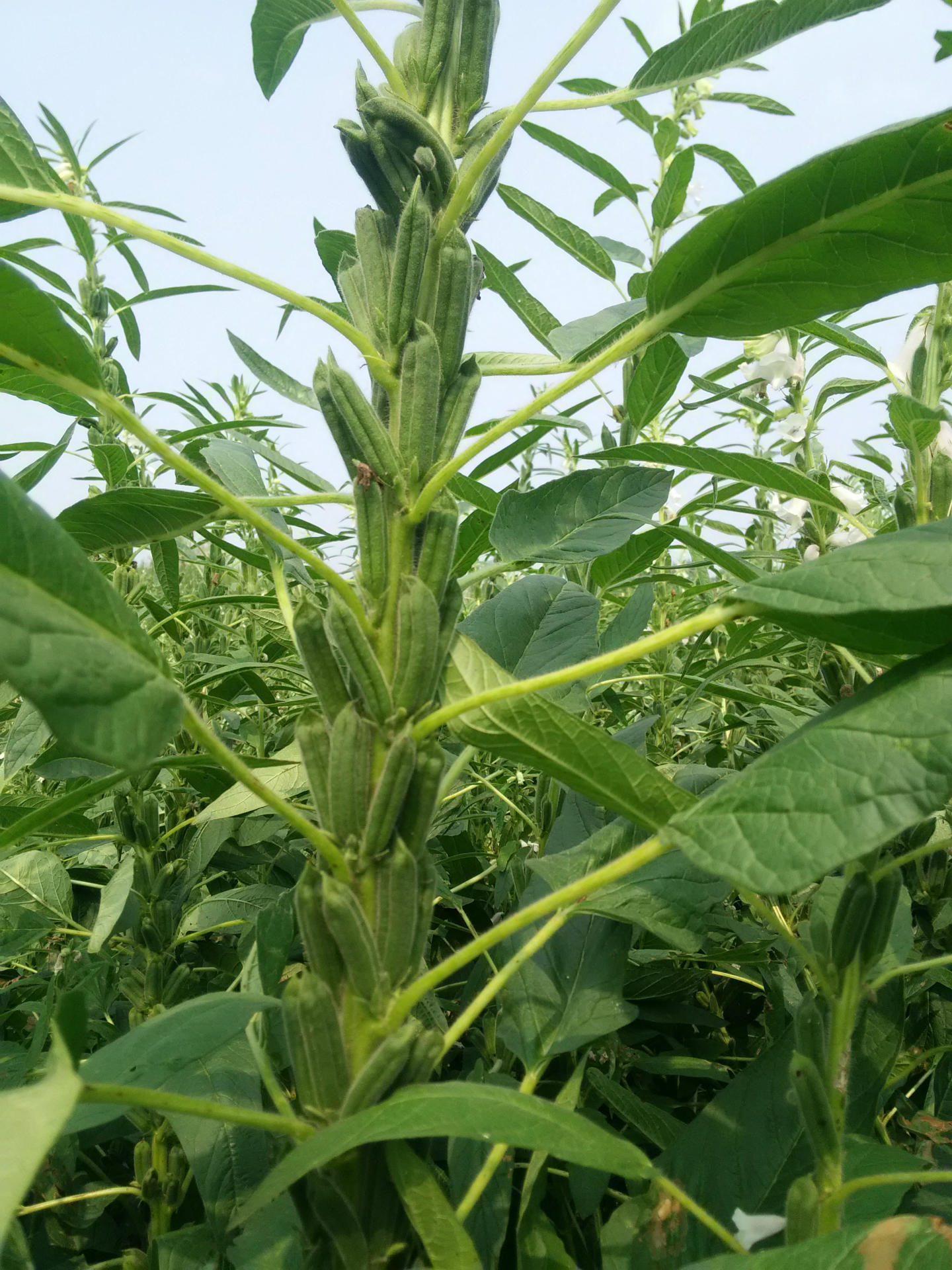 厂家高产抗重茬驻芝16优质白芝麻种子