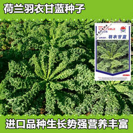 羽衣甘蓝种子 10g 寿光蔬菜种子 批发 荷兰引进 四季播 阳台种植