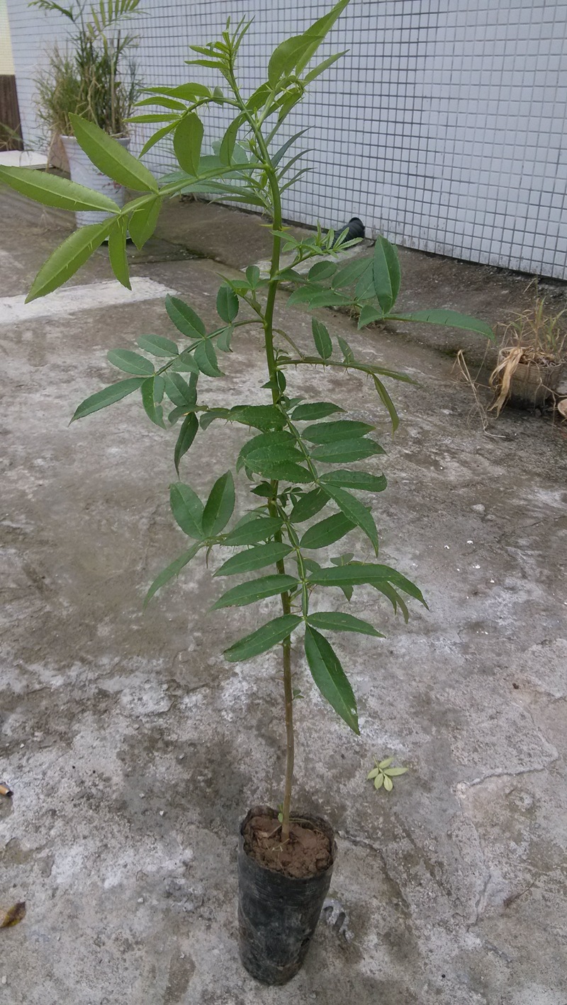 山东基地大量供应优质一级花椒苗 规格齐全量大从优