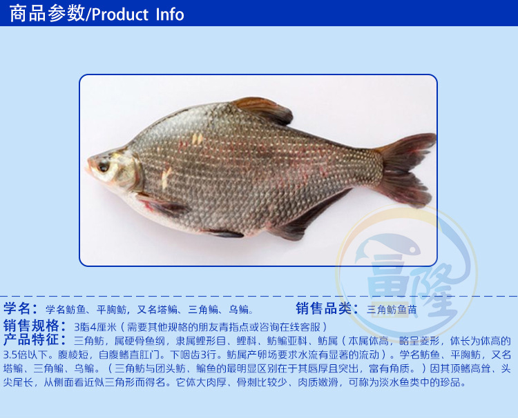 三角鲂鱼苗包邮武鲳鱼苗活体鱼苗批发免运费