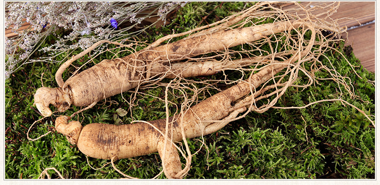 供应东北新鲜西洋参 散装新鲜花旗参刚出土西洋参泡酒500克批发