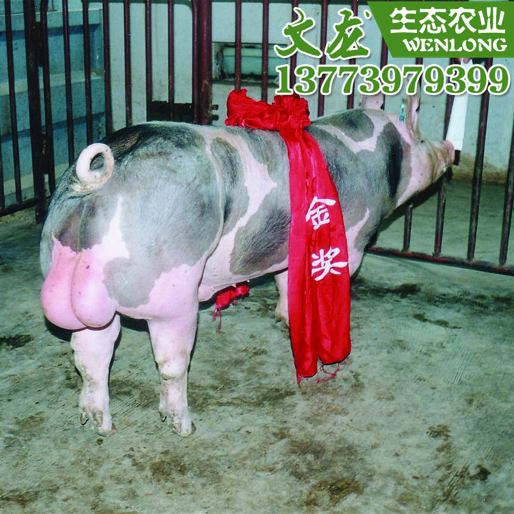 批发纯种皮特兰种猪皮梅小母猪价格皮梅二元母猪基地绿色养殖