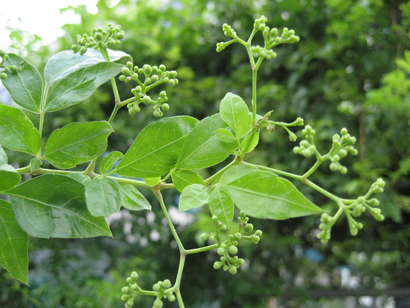 蓝**的个人主页-阿里巴巴1688.com