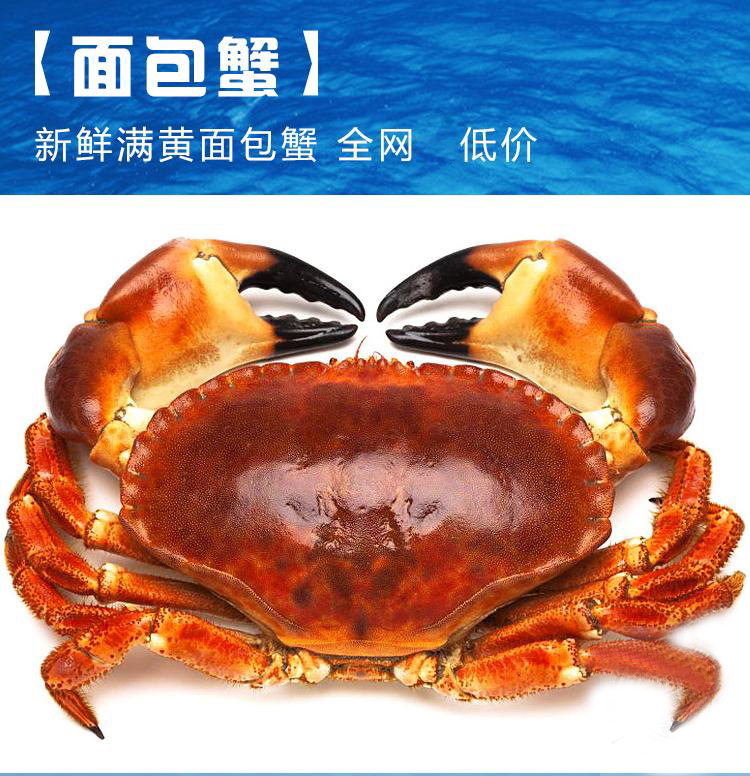 正宗面包蟹大闸蟹600g—800g/只鲜活冷冻面包大闸蟹雄