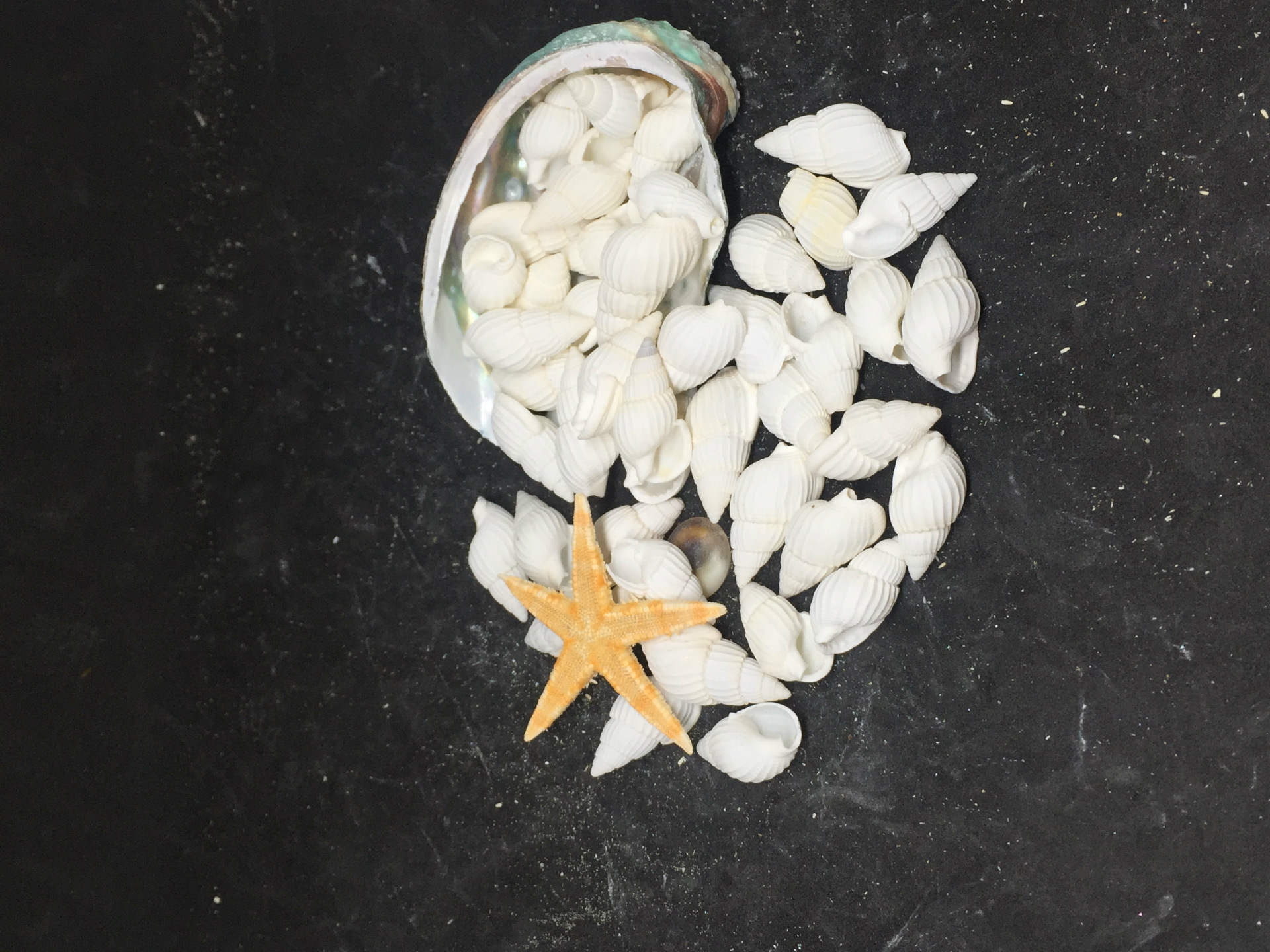 原料 厂家直批小白米螺水族箱鱼缸装饰婚礼家居造 本款产品(白米螺)