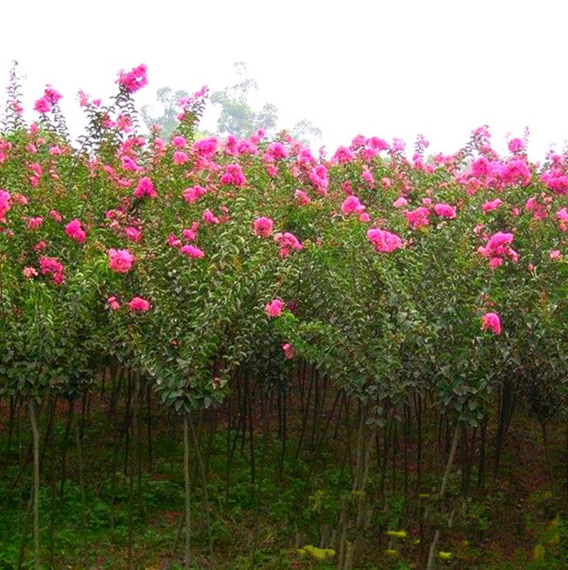基地批发速生紫薇树苗又名百日红痒痒树满堂红长期开花