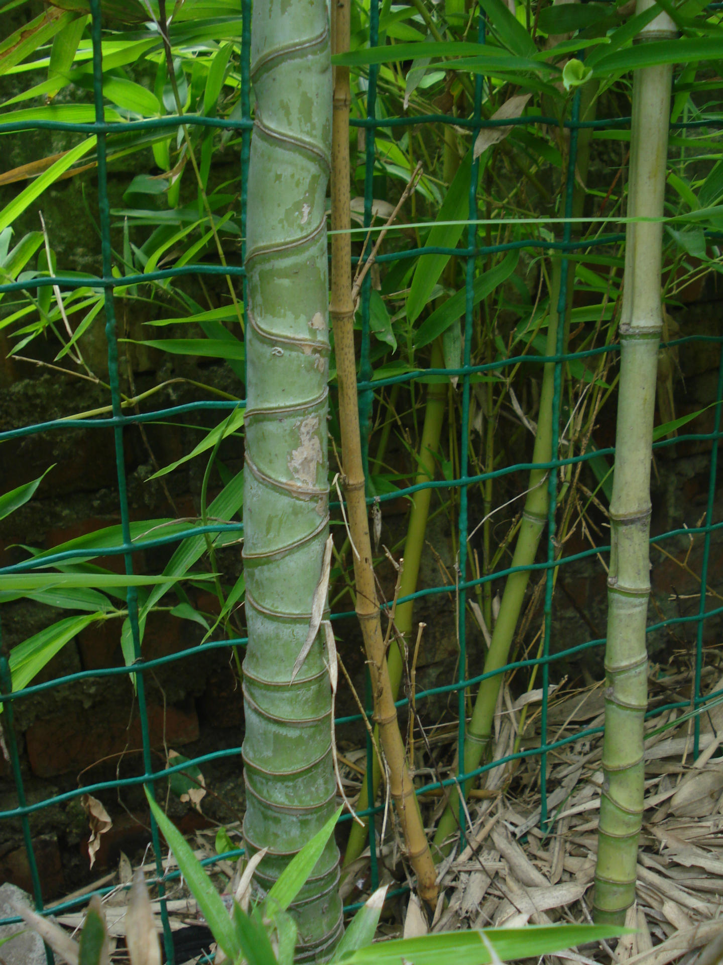 竹子批发 罗汉竹