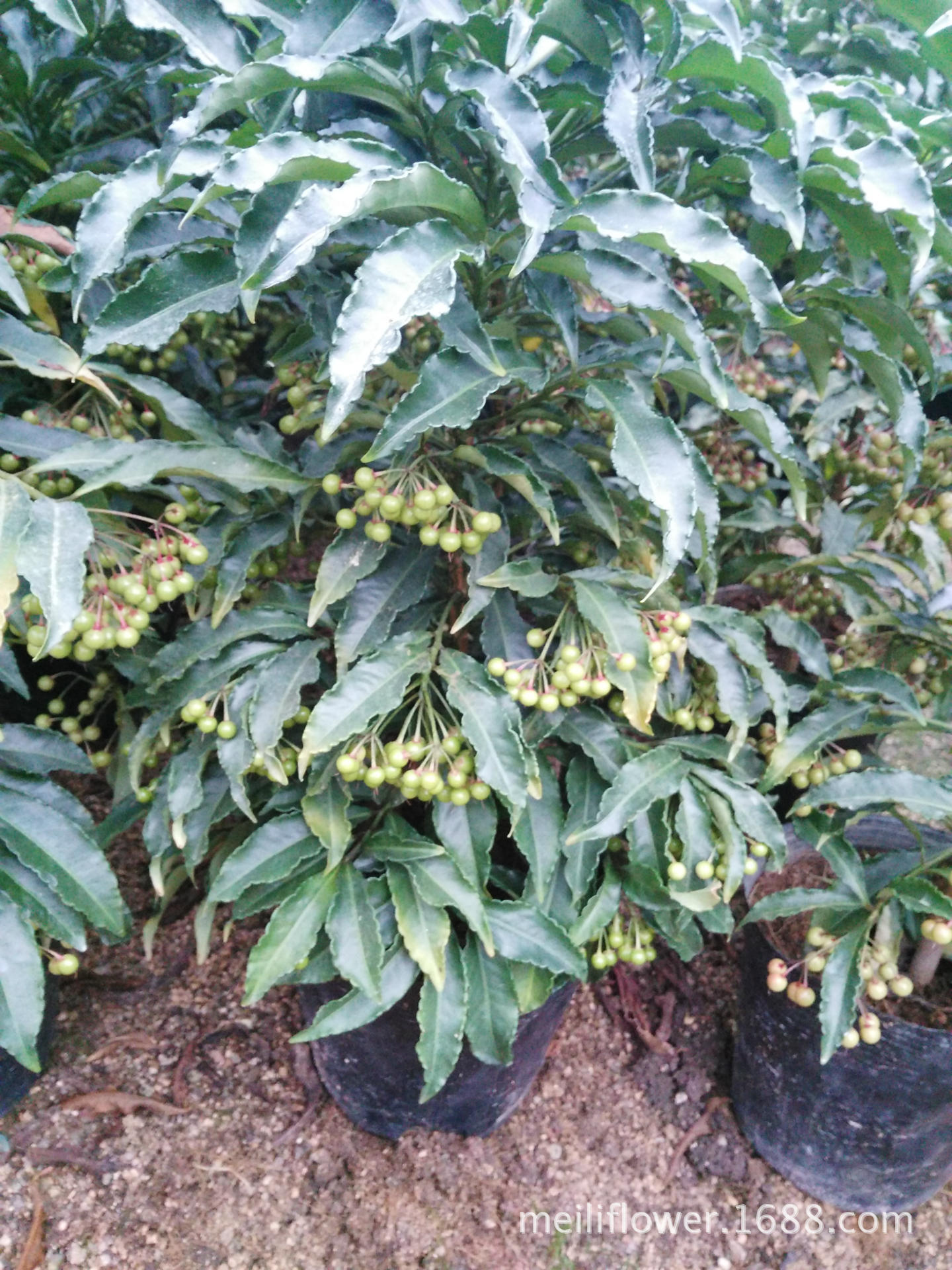 富贵籽供应富贵籽批发富贵籽黄金万两富贵籽苗