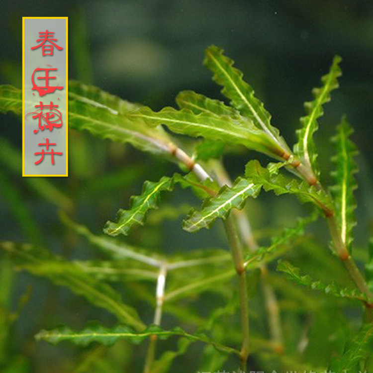 黑藻供应水生植物-黑藻,别称温丝草,灯笼薇,转转薇 水体净化