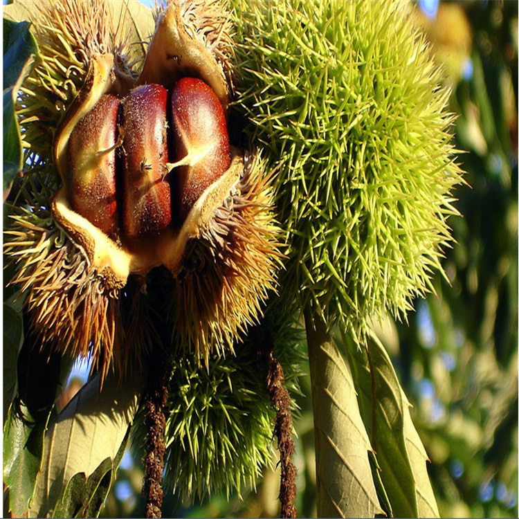大量供应泰山板栗果当季新鲜生板栗品质齐全板栗果粒大饱满