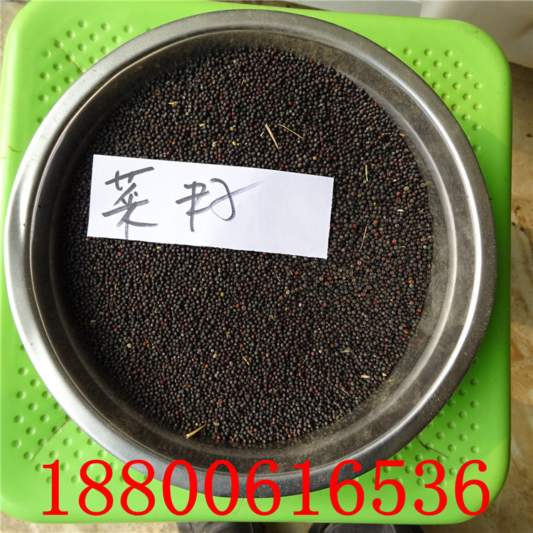 兰花鸢尾花种子 黄花鸢尾德国鸢尾种子 燕尾种子 菖蒲种子 黄菖蒲