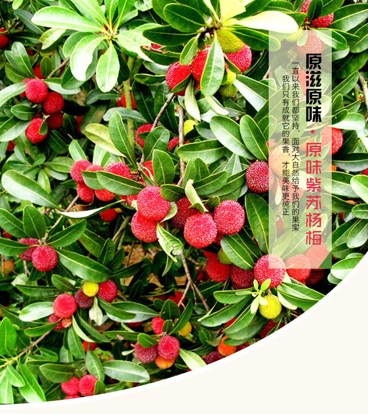 百年浆果188g原味紫苏杨梅 紫苏系列休闲食品 家庭罐装零.