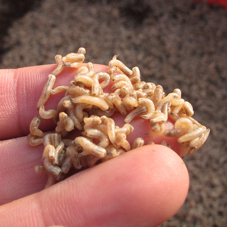 红头苍蝇种蝇蛆种苗种蝇蛹蝇蛆虫提供养殖技术