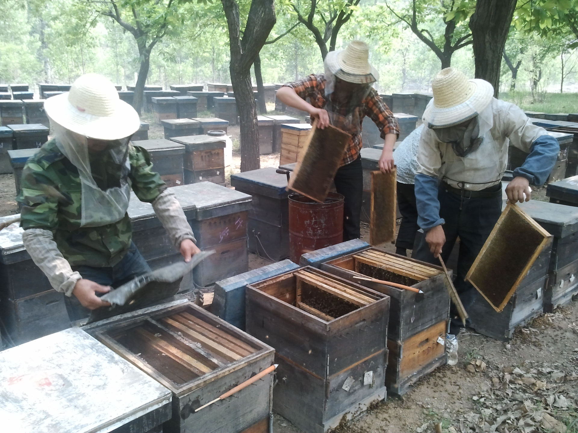 honeywing ***成熟荆条蜂蜜250克装 太行山养蜂场真土蜂蜜-核桃产业网