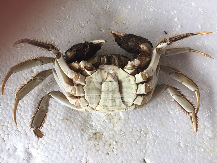 有着丰富的养殖技术资源,可提供螃蟹养殖从前期的养殖基地规划设计