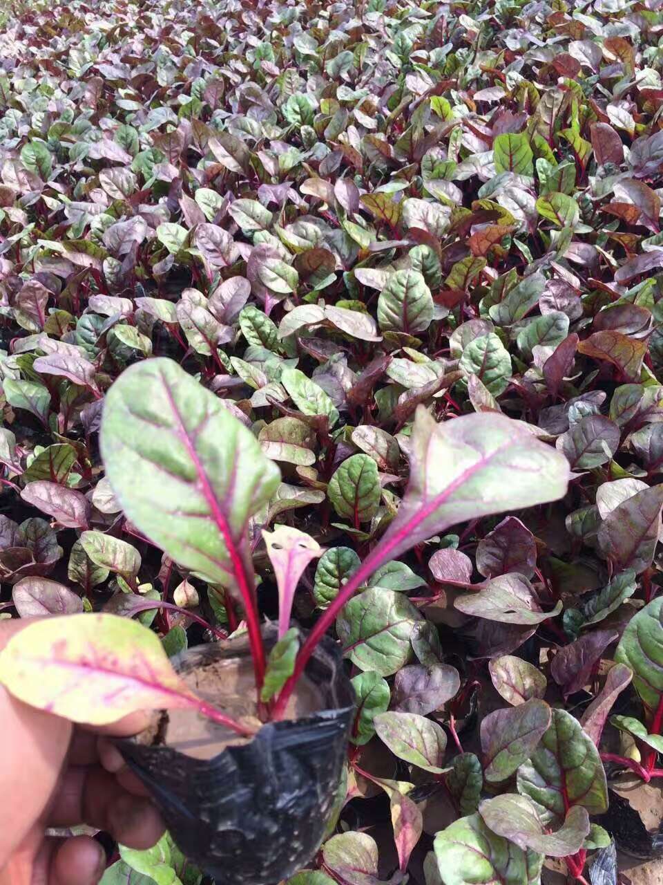 红叶甜菜 哪里有红叶甜菜 青州草花批发 紫叶甜菜价格