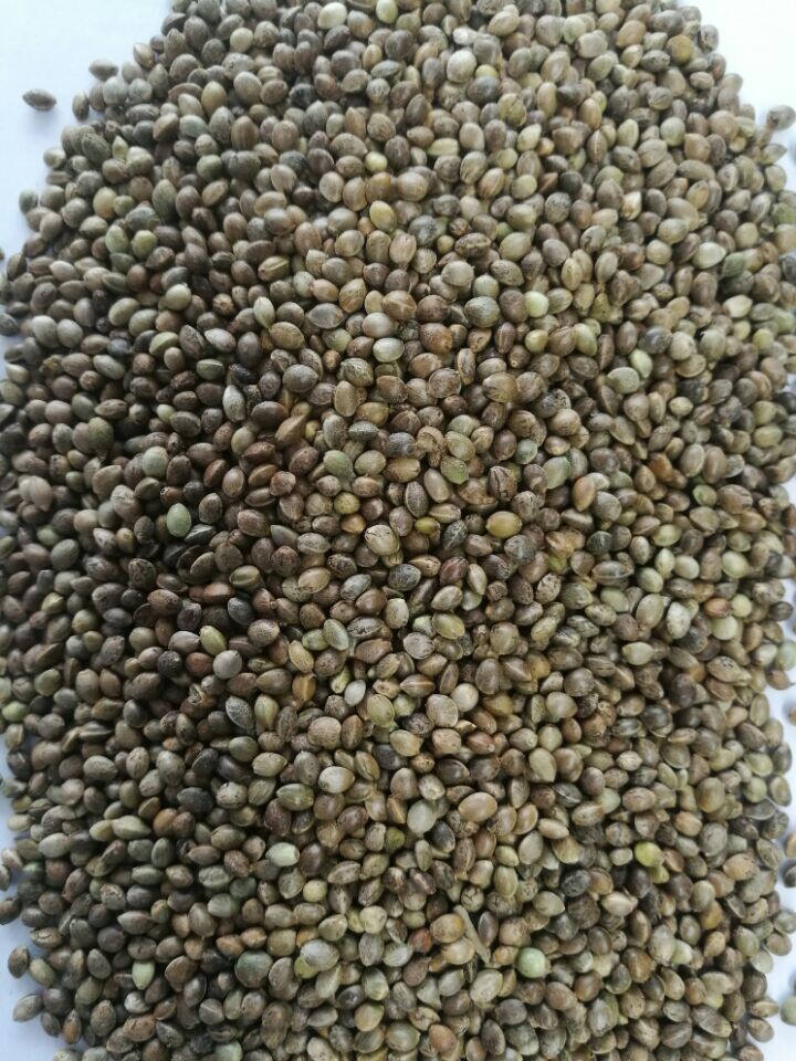 常年销售出口鸟食用线麻子