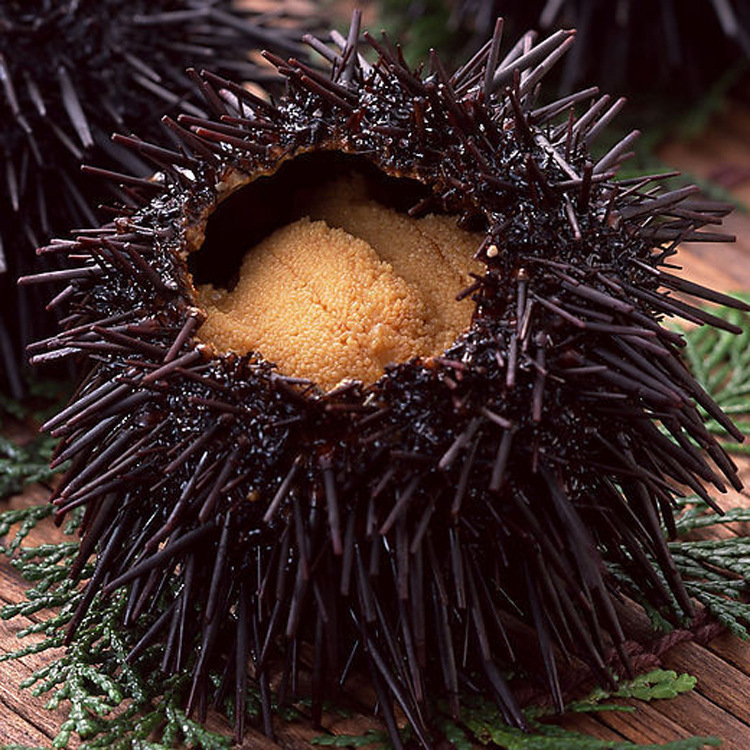 【皇冠信誉】每天空运直达 冰鲜海胆刺身 冰鲜海胆黄 冰鲜海胆