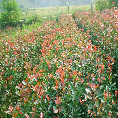 基地供应百日红苗 园林绿化苗木 基地直销 百日红树苗