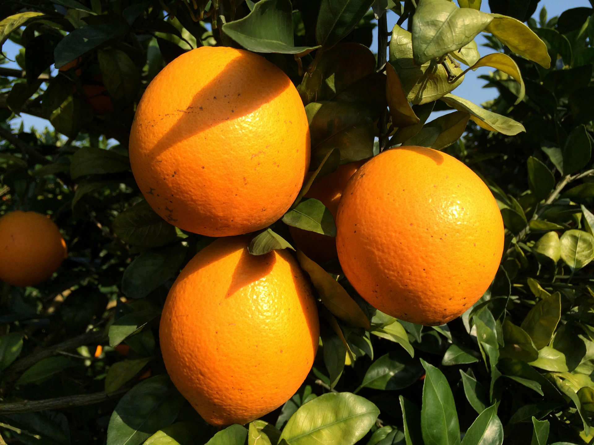 青蓝正宗赣南信丰安西脐橙现摘20斤精装9省市顺丰包邮