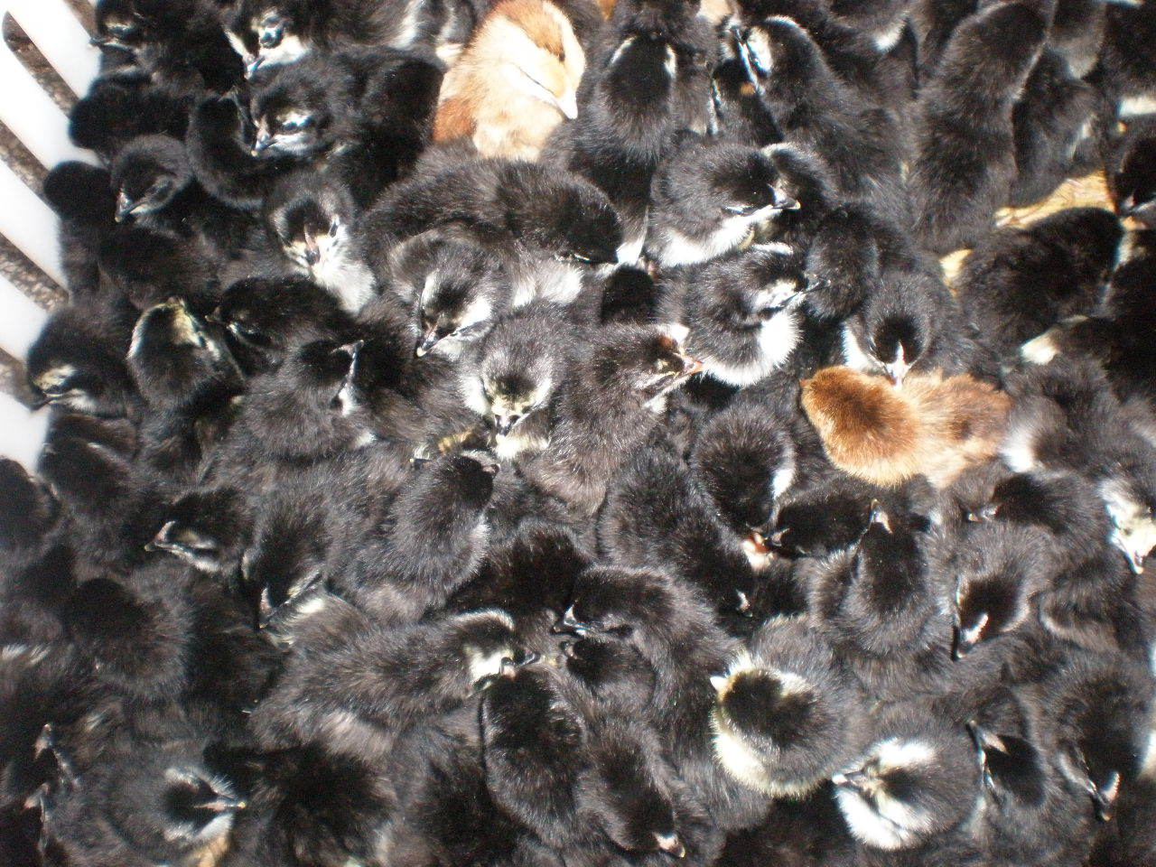 厂家批发销售 江西优质名鸡 正宗东乡绿壳蛋鸡 五黑鸡苗 混合苗