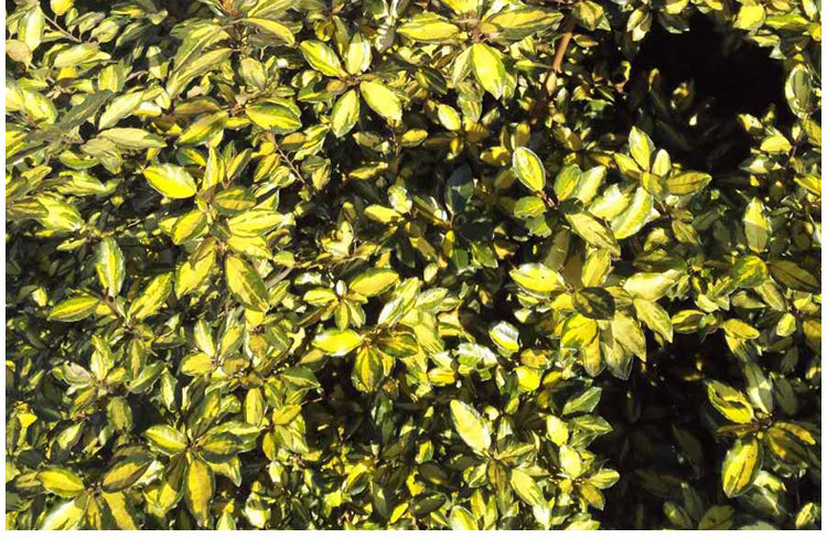 工程园林绿化苗木 法国爱利岛金心胡颓子 进口彩叶苗木基地直销