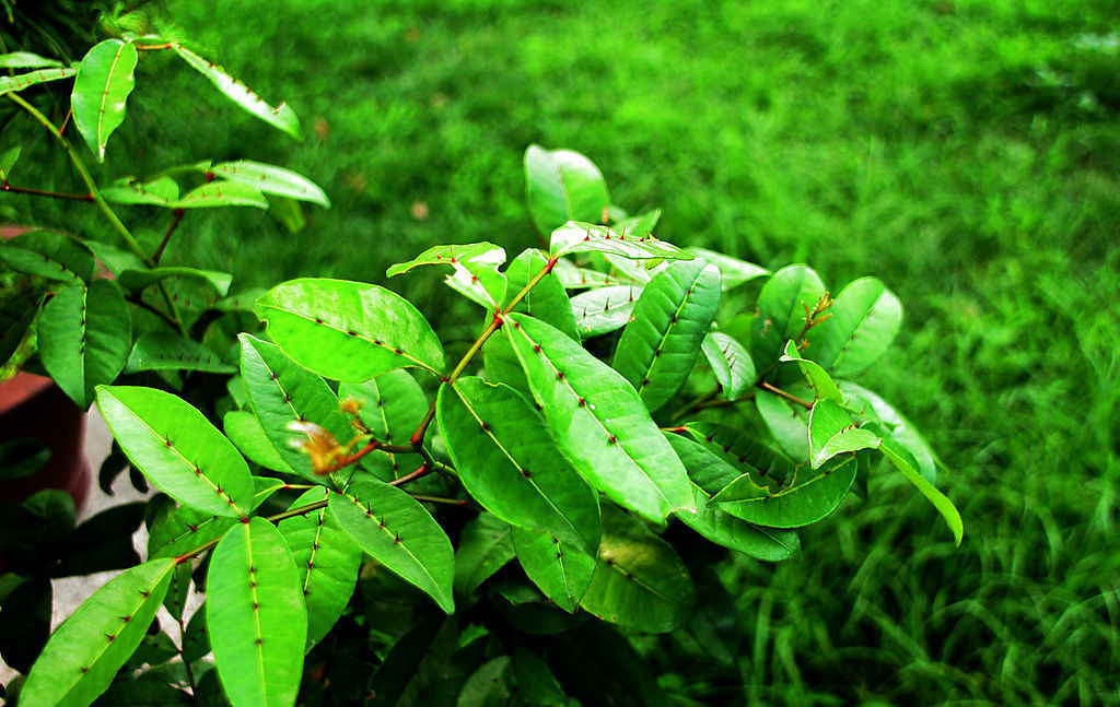 leafpricklyashroot 【拉丁学名】radixzanthoxyli 【别    名】蔓椒