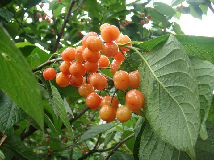 早结果优质樱桃苗 好吃樱桃苗 苗木基地樱桃小苗 产量高樱桃苗