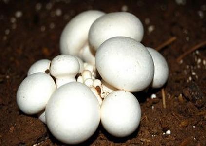 双鲍菇浓缩粉 #8203; 厂家现货直销批发价格 兰州