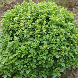 辣球罗勒种子 希腊罗勒 矮生罗勒 basil 盆栽香草香料蔬菜种子